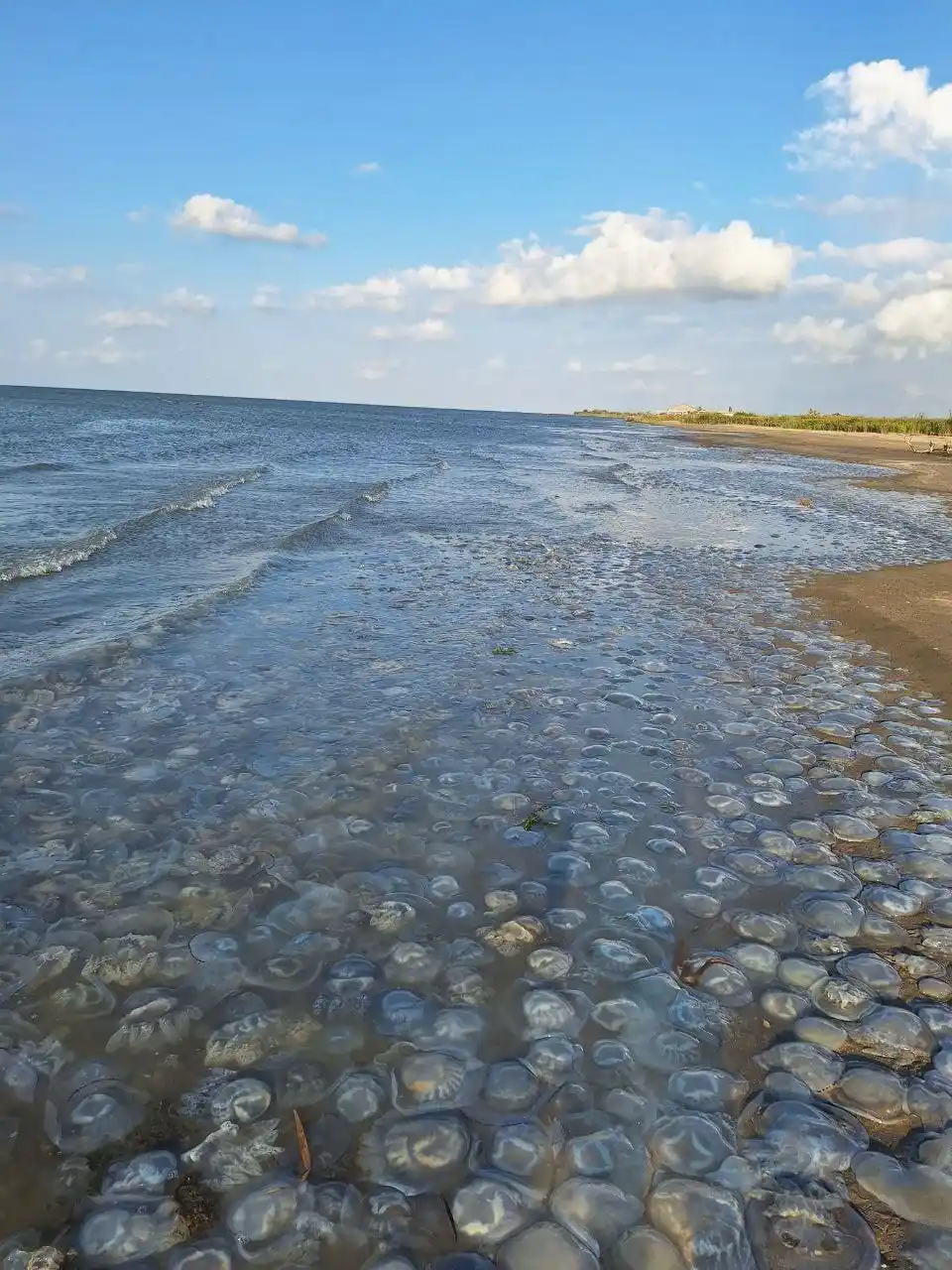 Окупанти намагаються боротись із медузами в Азовському морі, поки риба зникає