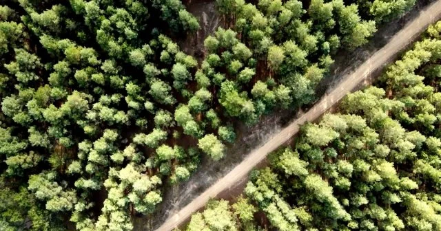 Окупанти визнають масштабне знищення лісів в Олешках