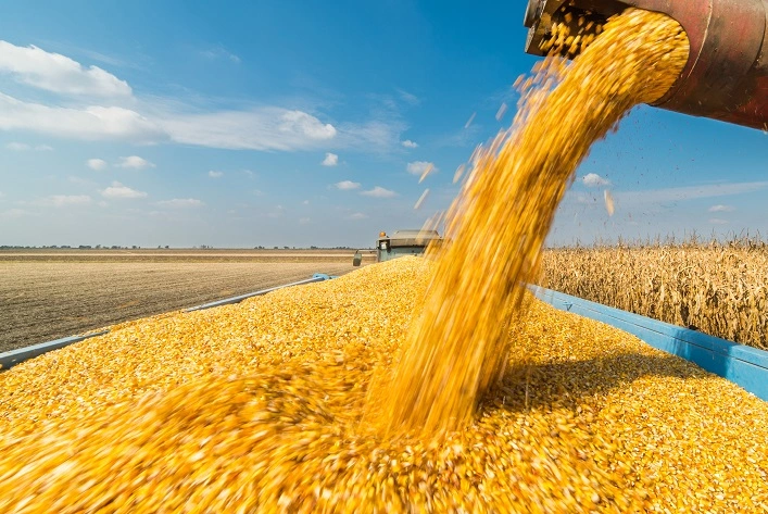Україна зберігає лідерство на світовому ринку агропродукції, попри війну
