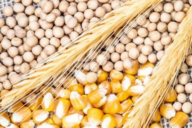 Світові ринки агропродукції почали тиждень із падіння котирувань